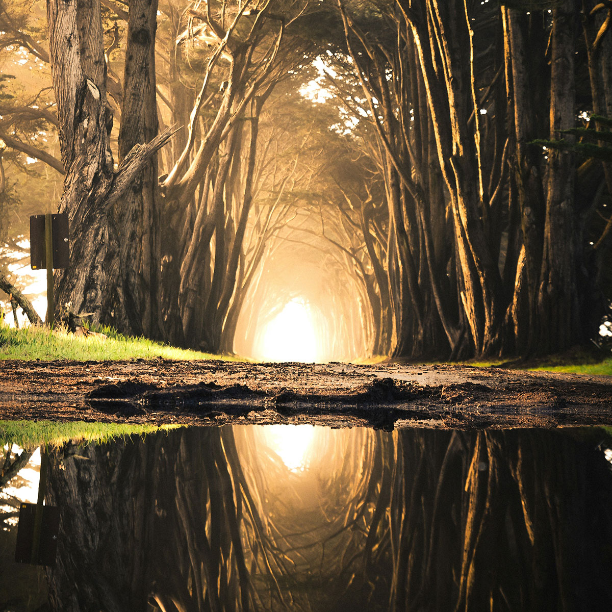 A pond along a woodland path, with a circle of white light in the distance